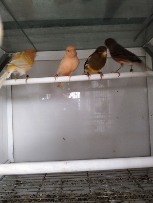 Variedades Canários