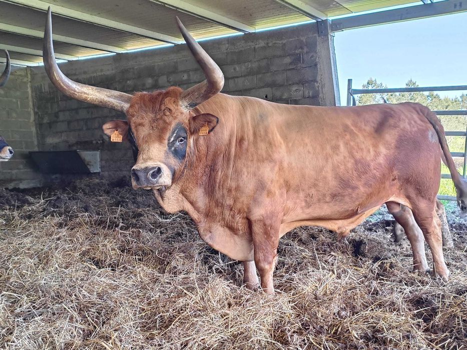 Vaca Cachena Com Cria