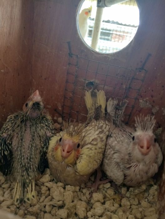Vendo caturras  e agapórnis rosicollis de bom porte