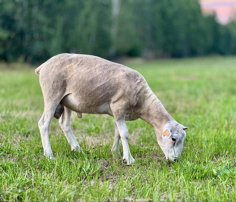 Owce tryki do rozrodu Fryz Texel Białogłowa