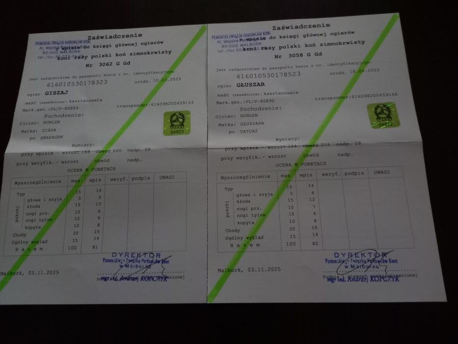 Sprzedam ogiery sztumskie