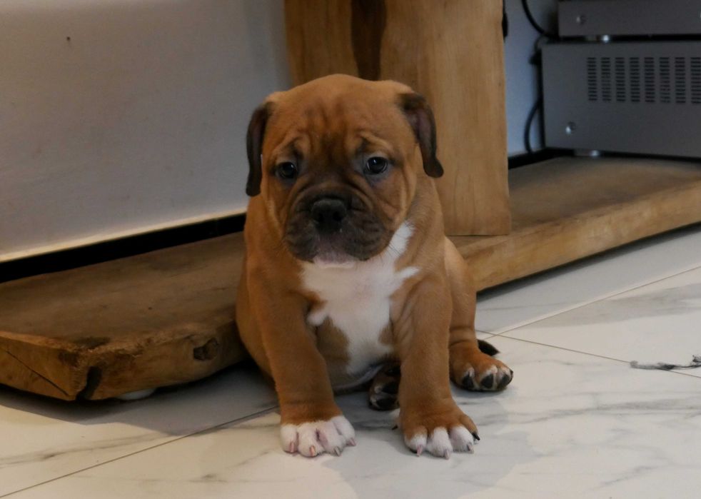 American Staffordshire Terrier, Amstaff FCI, piękny, mocny piesek ZINO