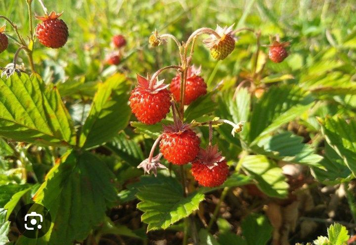 Дюшенея , індійська суниця. Суниця рожева, декоративна. Суниця домашня