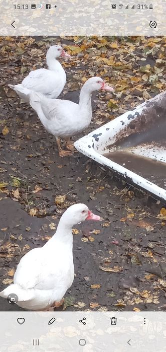 1 молода качка важкоi нiмецькоi лiнii змiнить мicце проживання 500 гр