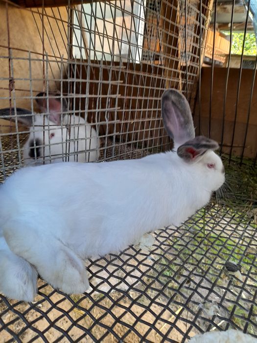 Каліфорнійські кролики