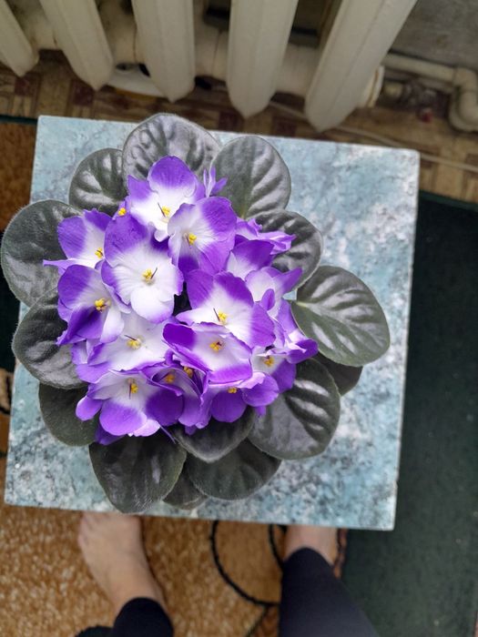 Красиві фіалки кімнатні