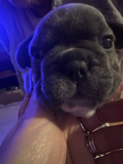 Buldog Francês macho