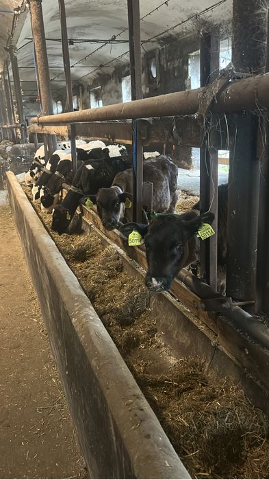 Cielaki Rasy Mieszanej 3 Miesięczne