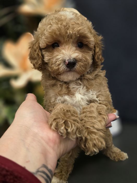 Maltipoo cudny piesio jak owieczka