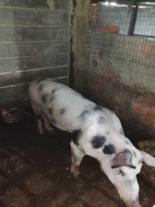 Porco inteiro (barrasco)