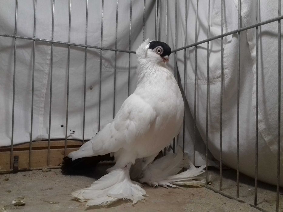 Krymek krymka krymki samiec z 2024 gołębie ozdobne