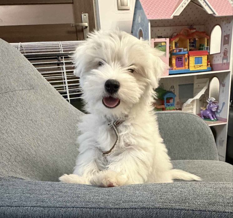 ŚLICZNY piesek Biały Yorkshire Terrier Rodowód unikat Biewier