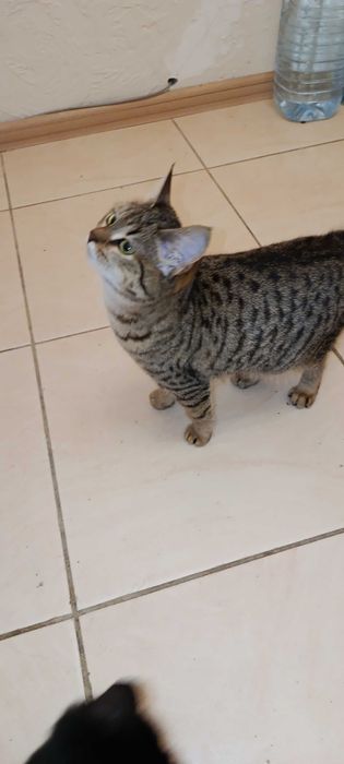 Красивые котята)