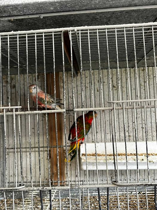 Bourkes de várias mutações