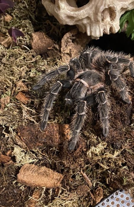 Lasiodora parahybana – samica
