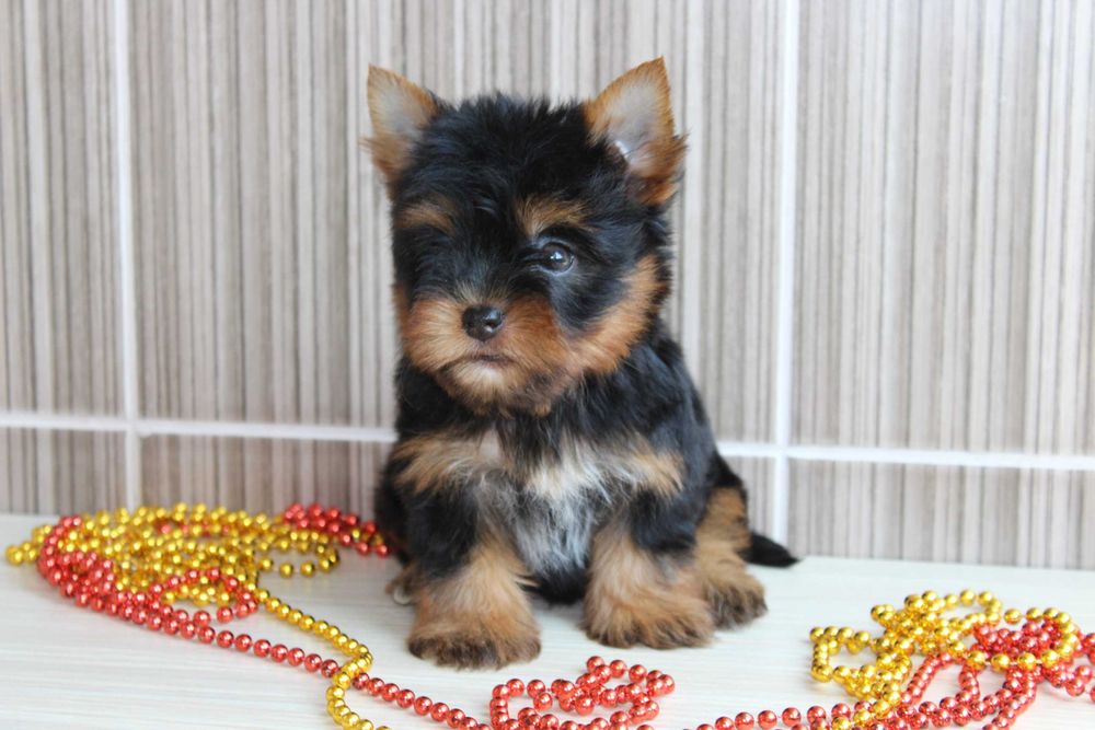 Продам цуценят йорків