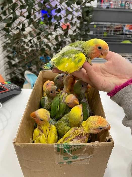 Agarponis Roseicollis ( Loja Profissional ) acabar de criar á mão