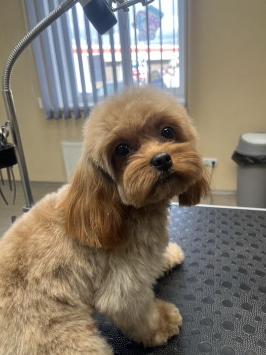 Стрижка собак. Грумінг для ваших улюбленців.