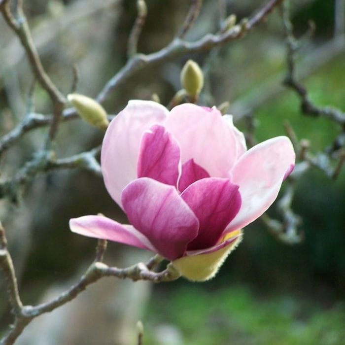 Magnolia Rustica Rubra, duża wielopniowa