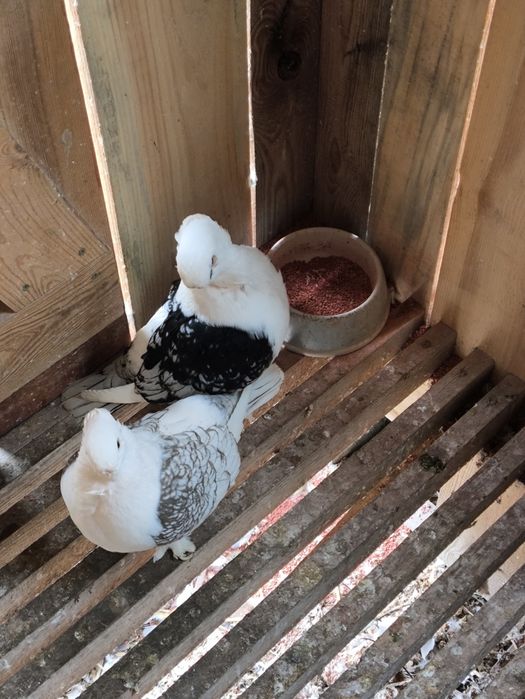 Mewki orientalne satynety para