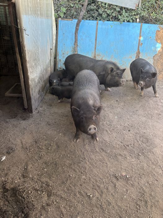 Porcos Vietnamitas criados em casa