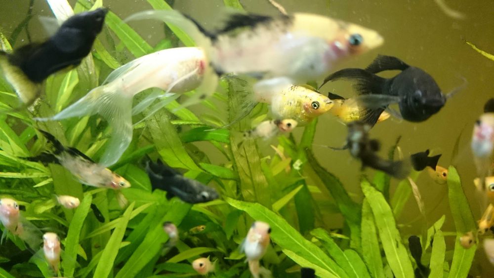 Narybek molinezji ostroustych - 1-2 cm    30 szt za 50 zł