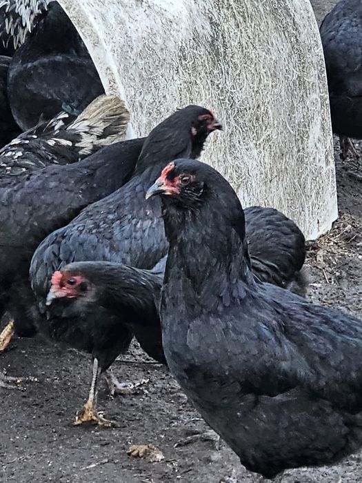 Araucany jajka legowe