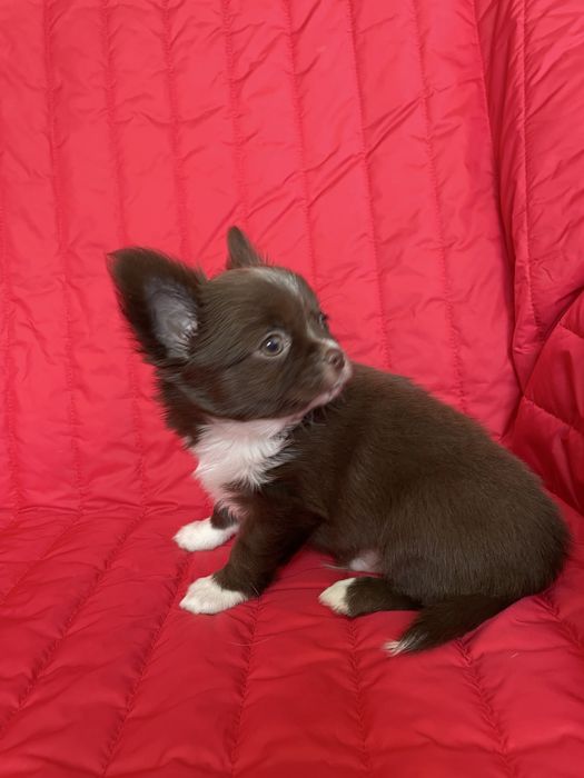 ХлопЧишечки довгошерстні