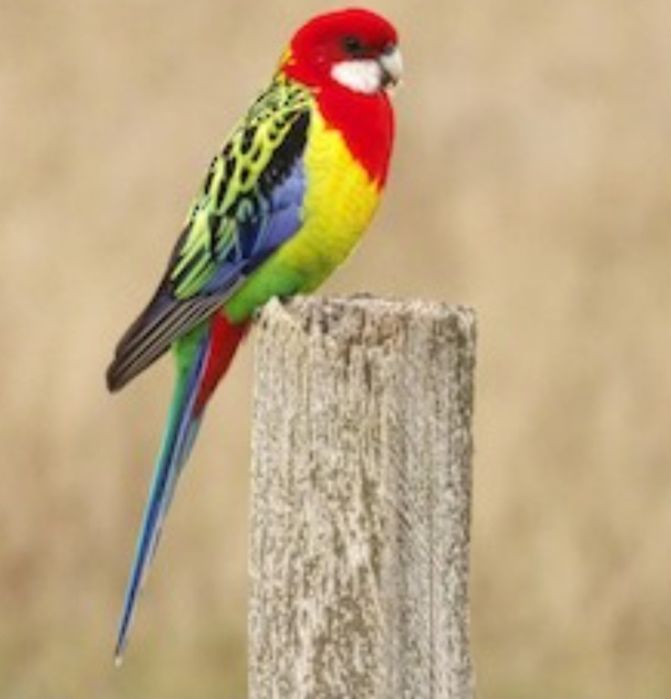 Loris Roselas e Ring necks