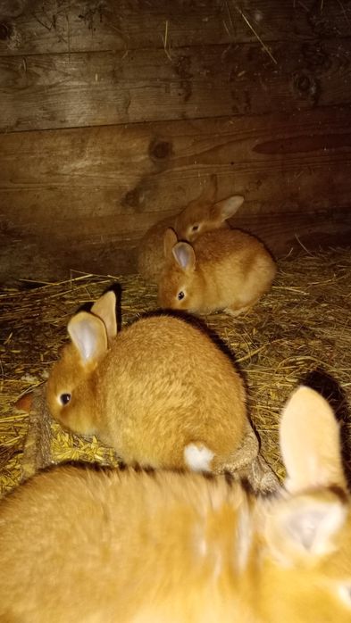 Młode króliki mieszańce