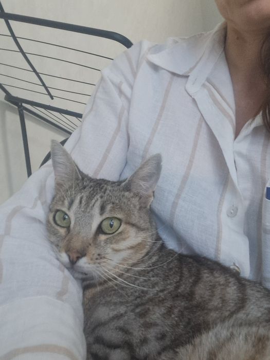 Котик шукає сім'ю