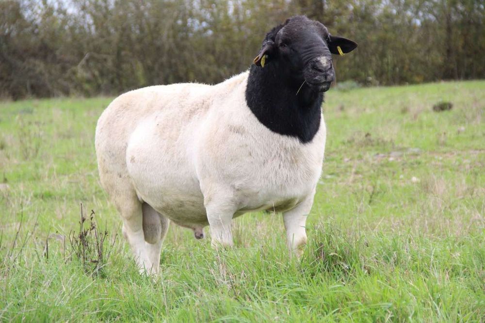 Дорпер племінний