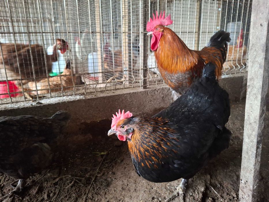 Ovos Galados de Galinhas