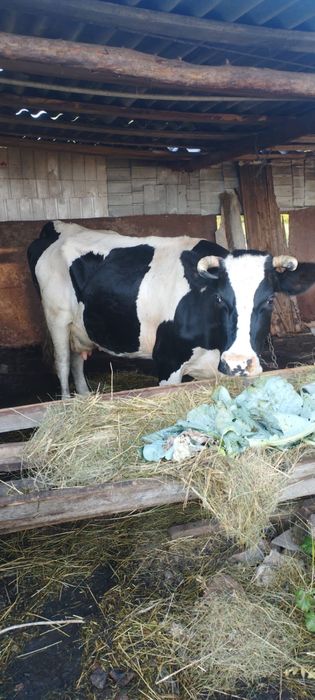 Шукає нових господарів