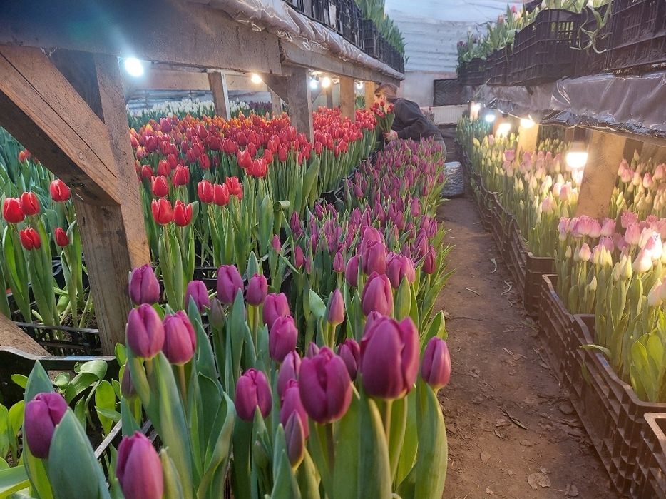 Тюльпани оптом/ зріз тюльпанів Вінниця/ тюльпан опт