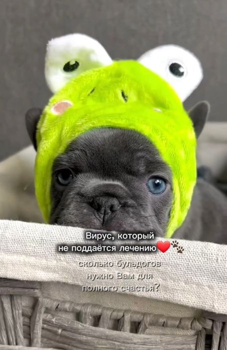Цуценята _подарунок для всієї родини!