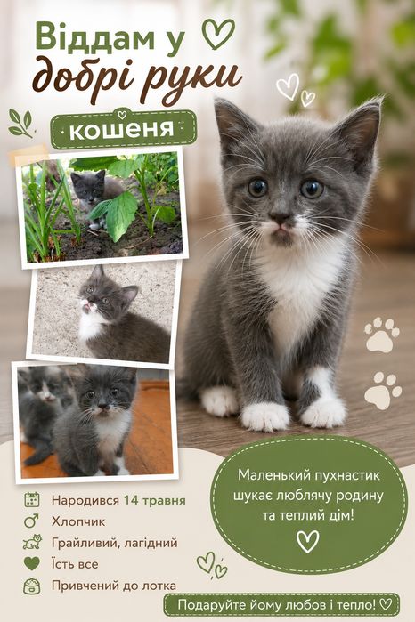 Віддам у добрі руки кошеня!