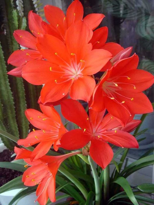 Распродажа. Лилия комнатная. Лилия Красная. Детки .