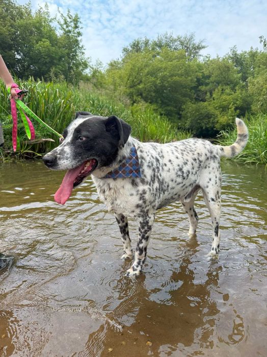 Pies w typie dalmatyńczyka – Ambaras szuka domu!