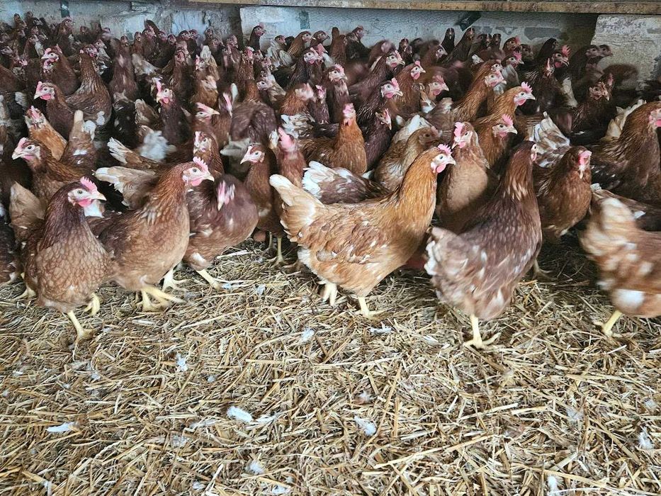 Kurki kokoszki nioski Tetra brązowa odchowana dowóz możliwy