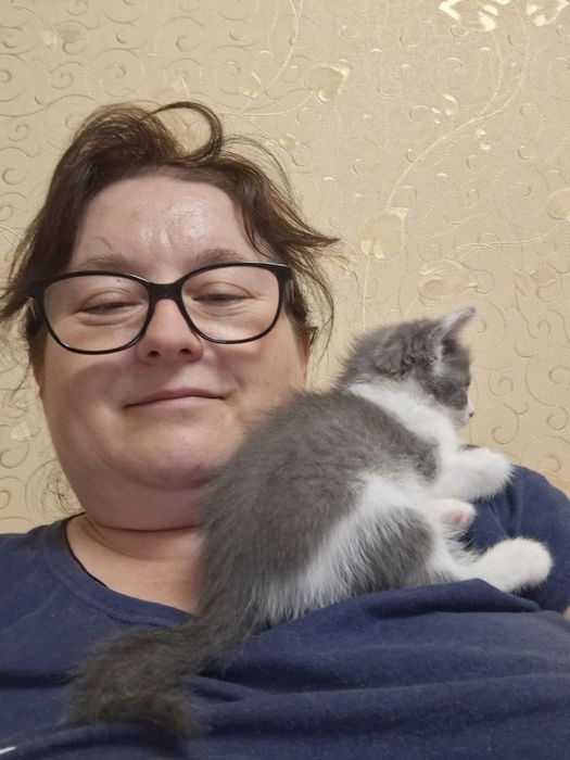 котик кошеня киця безкоштовно
