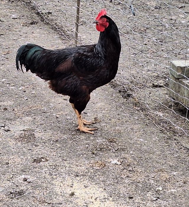 Kury ,koguty ,Karmazyny,karmazyn.