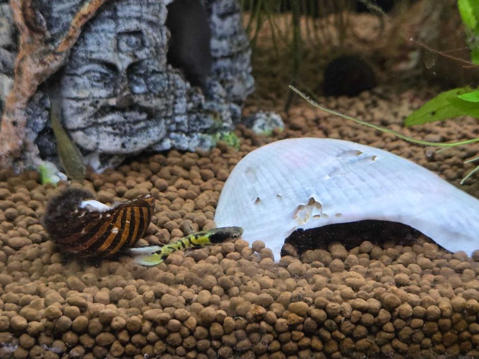 Guppy Endler Yellow Tiger