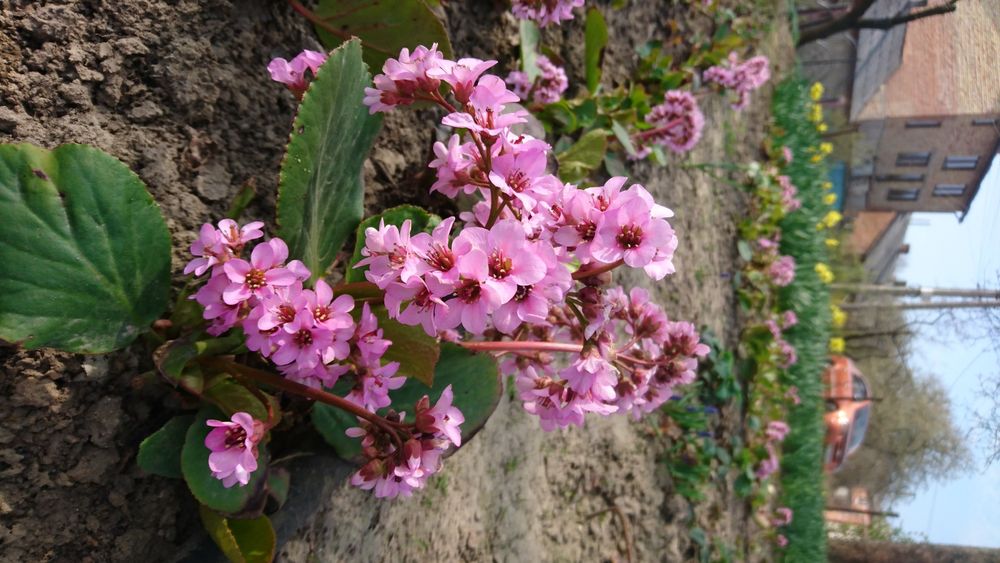Акція! садові квіти:бадан,хоста,обріета,гвоздика...