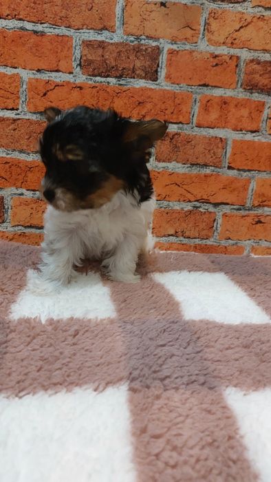 York biewer chłopak