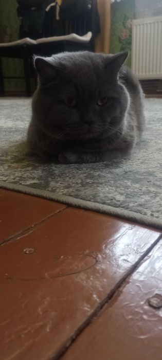 Котик на в'язку. В Білій Церкві