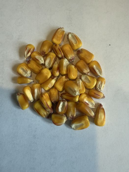 Kukurydza wolno suszona na kiszonke . Kalibrowana