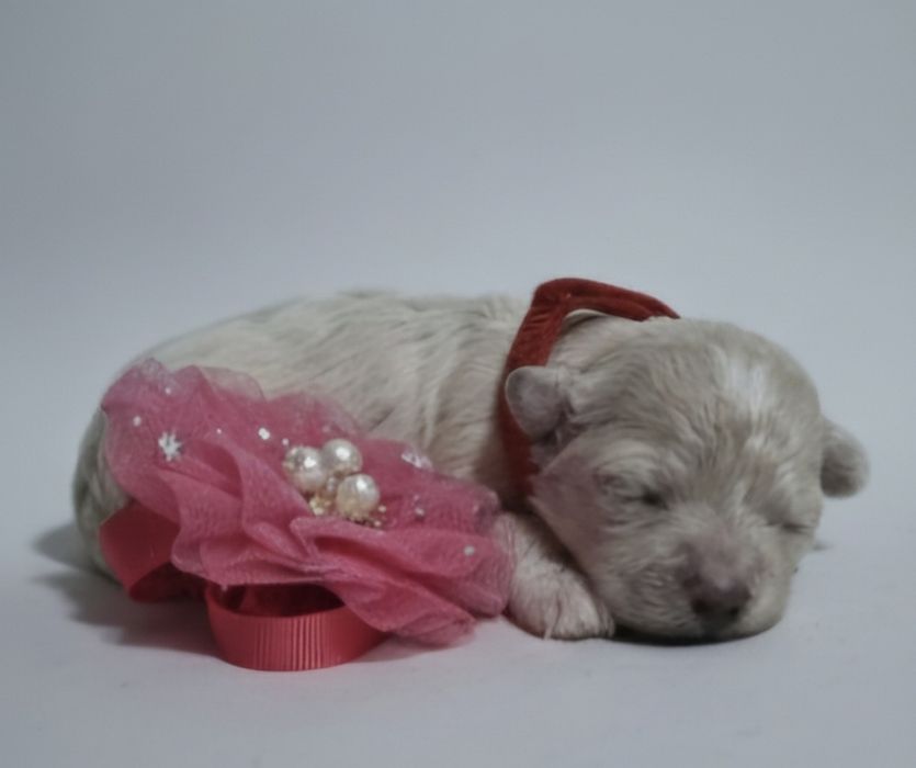 Bichpoo/ pochon suczka bichon frise+pudel toy