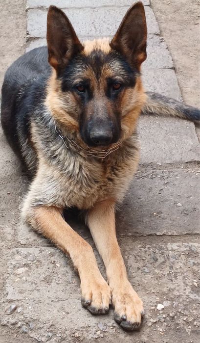 Цуценята немецької вівчарки