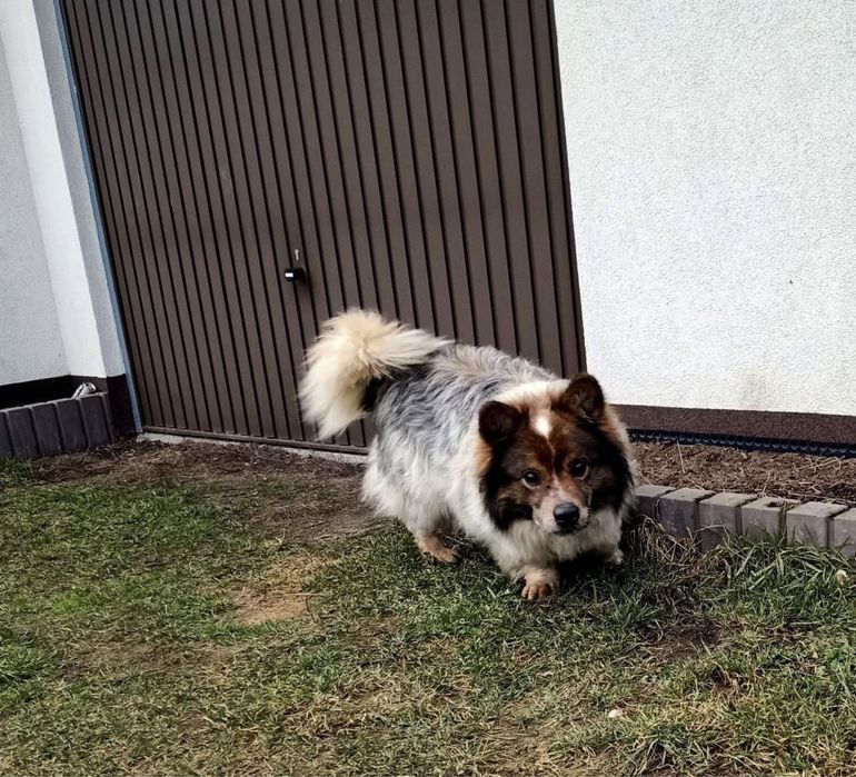 Puszek szuka kochanego domu